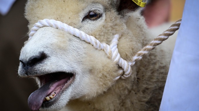 Mission: Impossible 8 briefly defeated by sheep