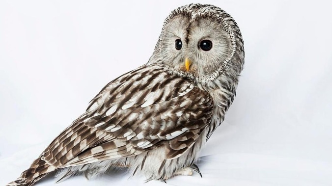 An owl named Winky is breaking into and trashing fancy houses
