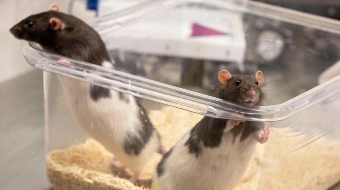 Scientific process reveals important new fact: Rats know how to dance