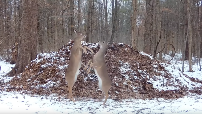 Behold the natural majesty of a bunch of deer getting high and freaking out on nitrous