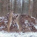 Behold the natural majesty of a bunch of deer getting high and freaking out on nitrous