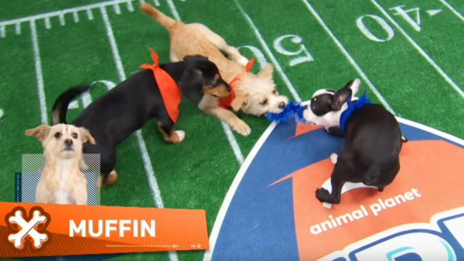 Dog pees during national anthem and other highlights from Puppy Bowl XIX