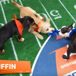 Dog pees during national anthem and other highlights from Puppy Bowl XIX