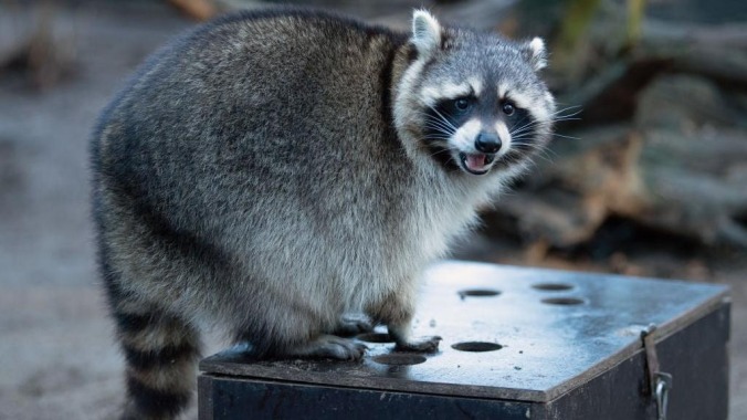 Woman creates “raccoon drive-thru,” which, to our delight, is exactly what it sounds like