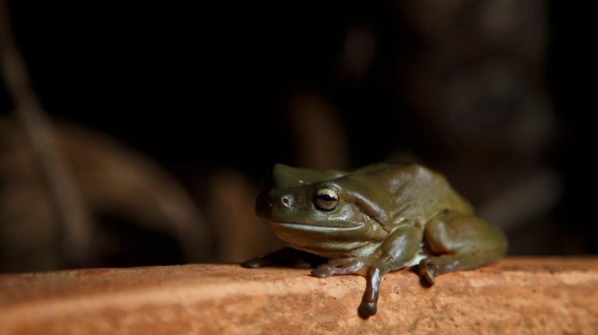 Behold one man’s quest to build the perfect little house for a neighborhood frog