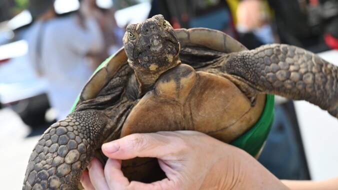 This turtle, whose name is apparently Stanley