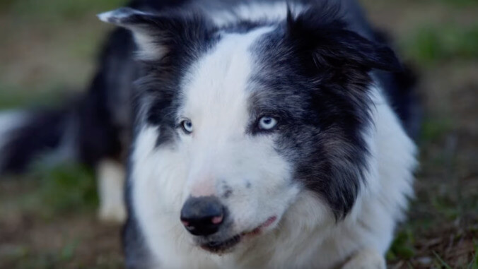 Forget Barbie, Anatomy Of A Fall’s dog actor was the Oscar snub of the year