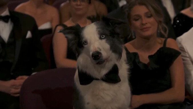 Best bowtie: Messi the dog with the only correctly sized bowtie