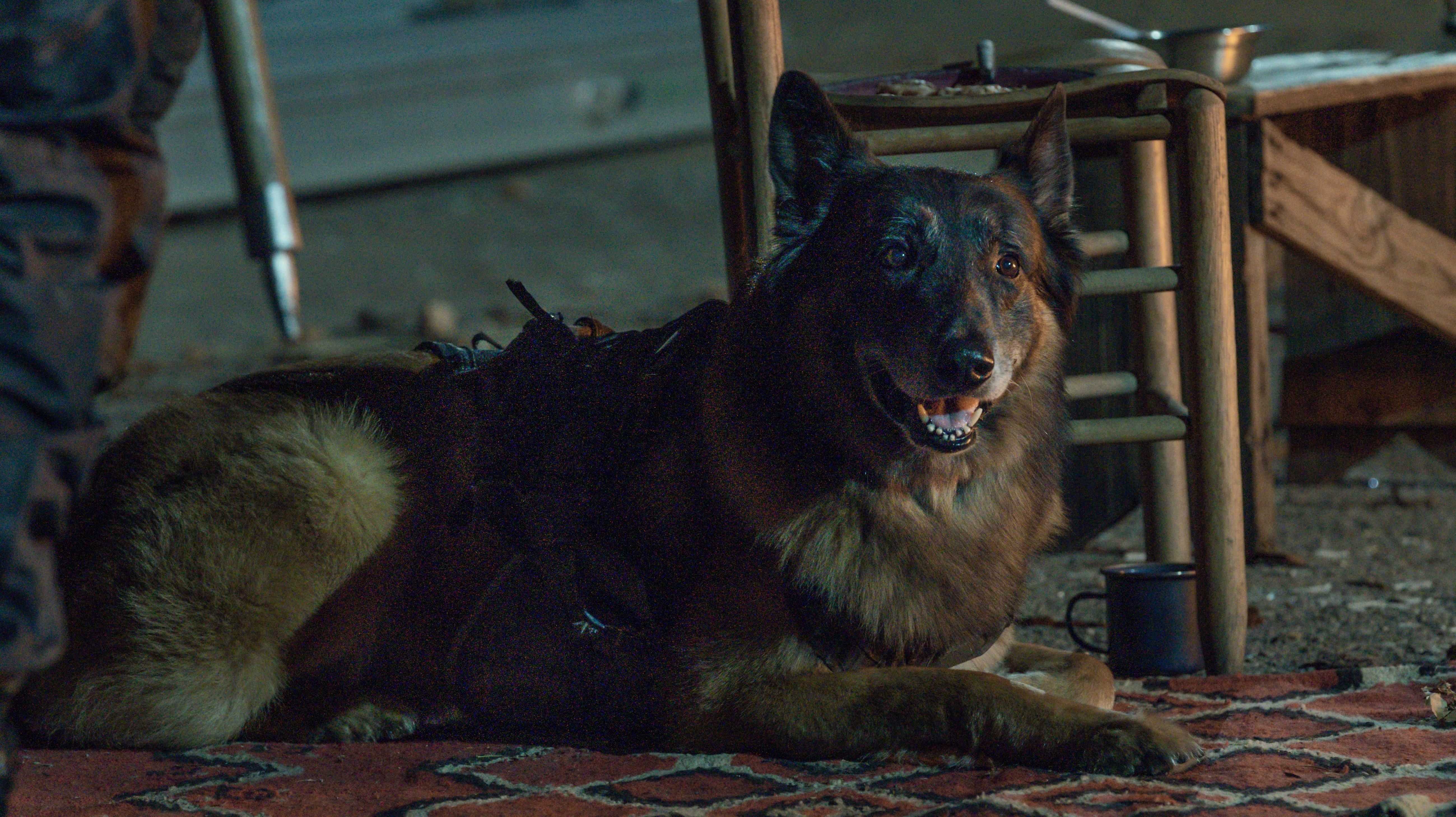 Norman Reedus, other Walking Dead stars pay tribute to good dog who played “Dog”