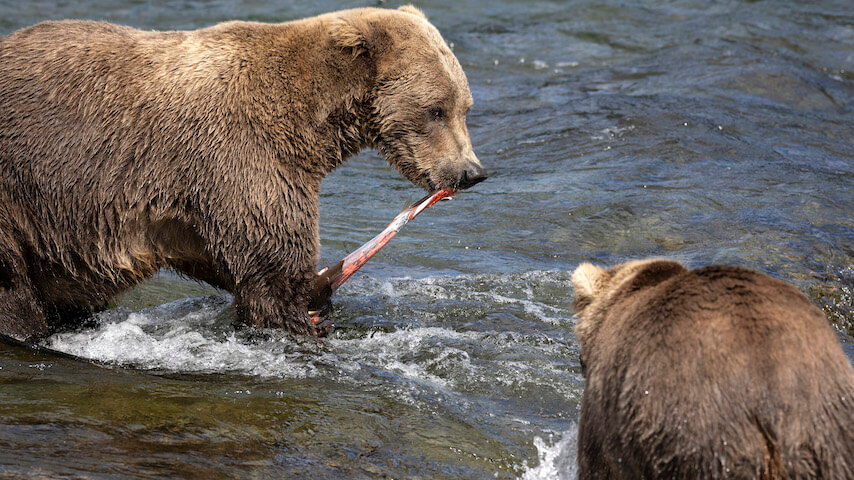 Fat Bear Week was postponed due to bear murder