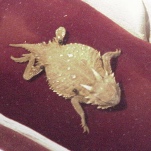 The Looney Tunes frog was based on a true story