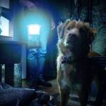 The fantastic Good Boy sniffs out the ghosts of the 2025 Overlook Film Festival
