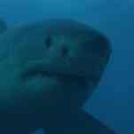 Shark movies existed before Jaws, but they were never the same after it arrived