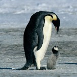 March Of The Penguins caused a sensation with simplicity