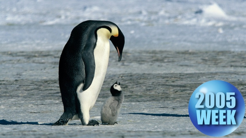 March Of The Penguins caused a sensation with simplicity