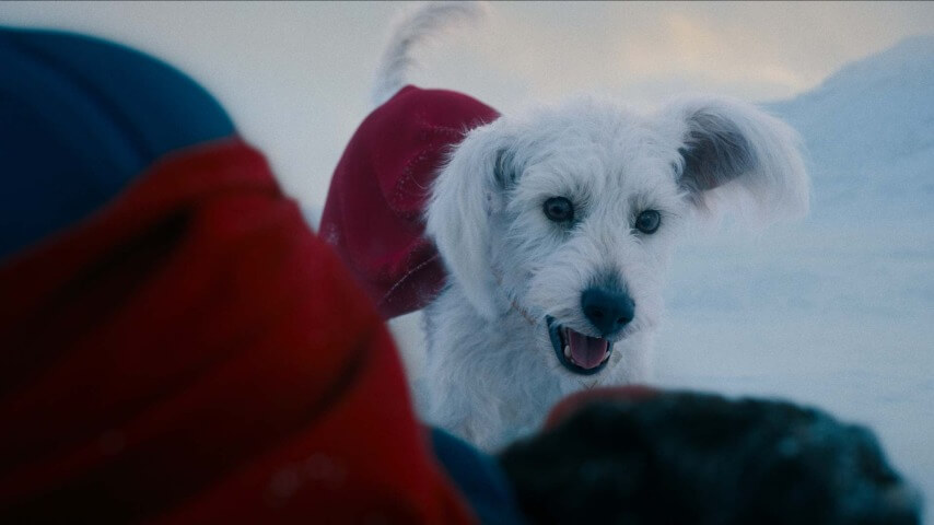 Krypto The Superdog powers a surge in dog adoption interest