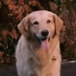 Air Bud Returns for the legacyquel era