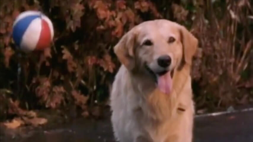 Air Bud Returns for the legacyquel era