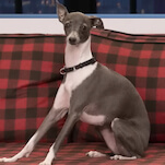 Andy Samberg breaks silence on death of his nemesis Frisbee, Seth Meyers' dog