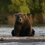 Fat Bear Week madness begins tomorrow
