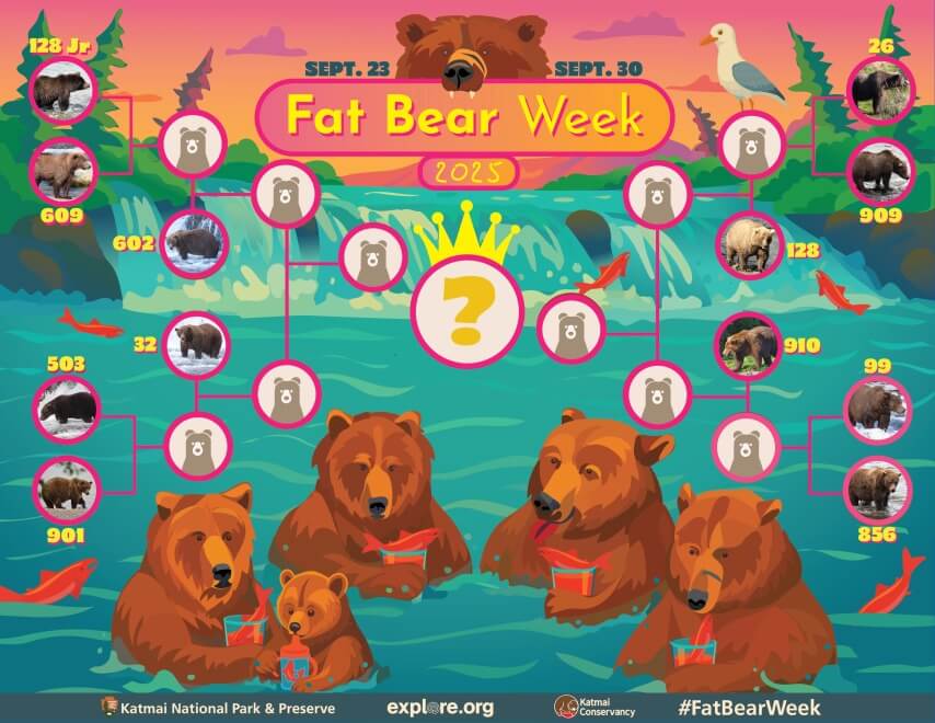 Fat Bear Week champion