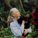 R.I.P. Jane Goodall, chimpanzee expert and celebrated conservationist