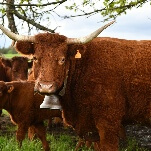 Great Job, Internet!: 