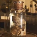 We're still at a loss to explain how meat fell from the sky in 1876