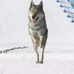 C'mon, give Nazgul the Olympics-crashing wolfdog a medal