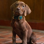 Finally, a live-action Scooby-Doo is a live-action dog