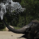 Elephant pisses irony all over Texas GOP convention