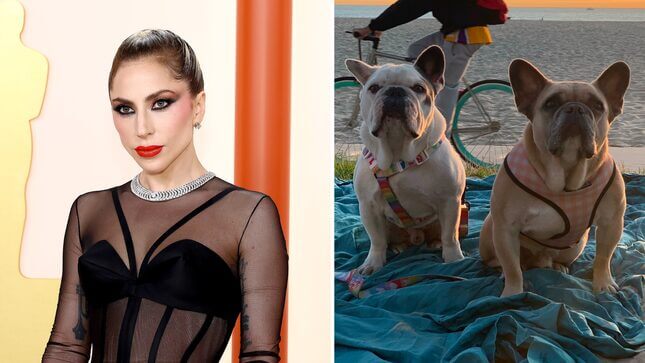 Judge Says Lady Gaga Doesn’t Have to Pay $500K to Woman Who Helped Kidnap Her Dogs