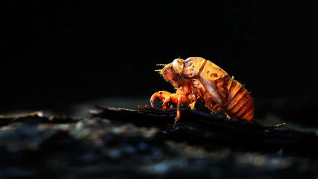 Eat the Cicadas, You Cowards