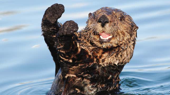 Otters Have Joined the Ocean’s Battle Against Man