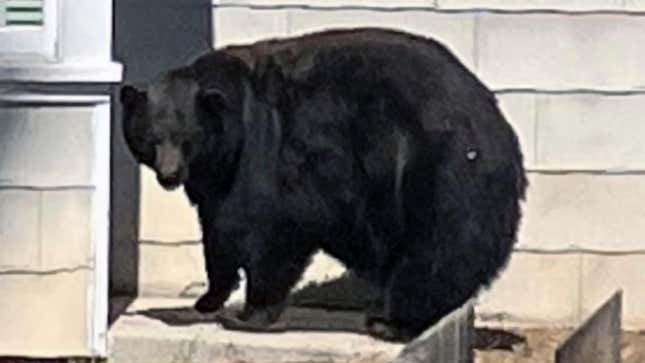 A Mother Bear Named ‘Hank the Tank’ Broke Into 21 Homes Before Getting Caught