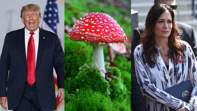 Donald Trump Wanted Confirmation That His Dick Doesn’t Look Like A Toadstool