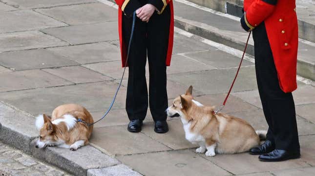Royal Corgis Update: They’re Now Getting Visits From the Queen’s Ghost