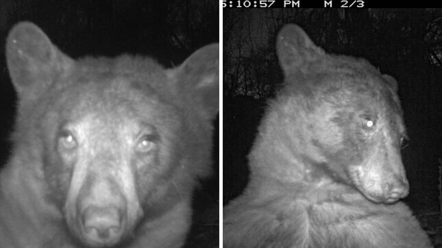 ‘Who Is She?’: Colorado Bear Knows Its Angles, Takes Hundreds of Selfies