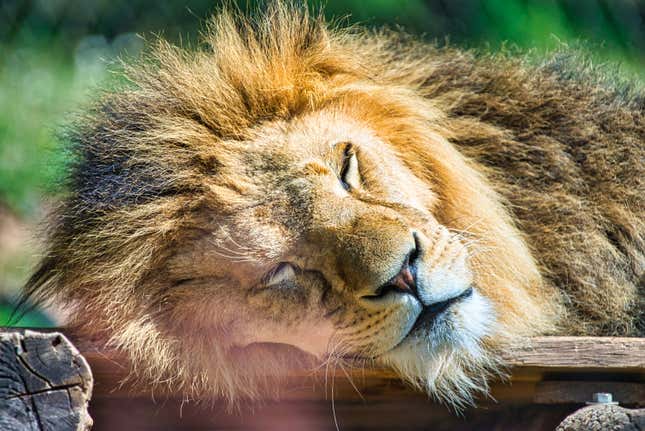 Leo