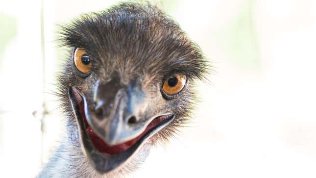 I’ve Seen Enough: Do Not Get an Emu