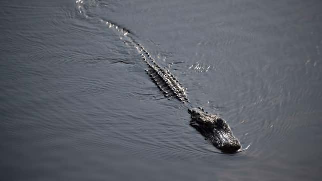 Alligator Life Imitates Alligator Art in Florida