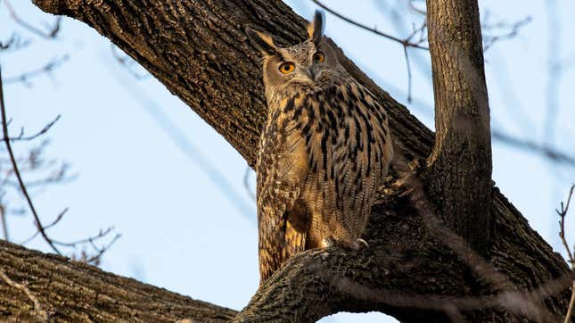 Flaco the Escaped Central Park Zoo Owl Is My King