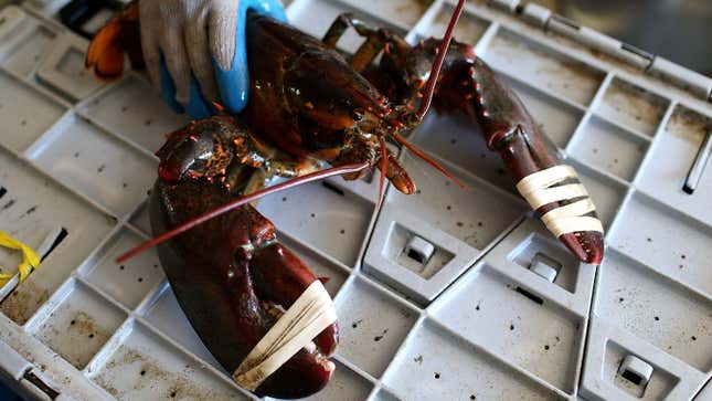 Maine Lobsters Accused of Starting Covid-19 Pandemic, Mainers Pissed