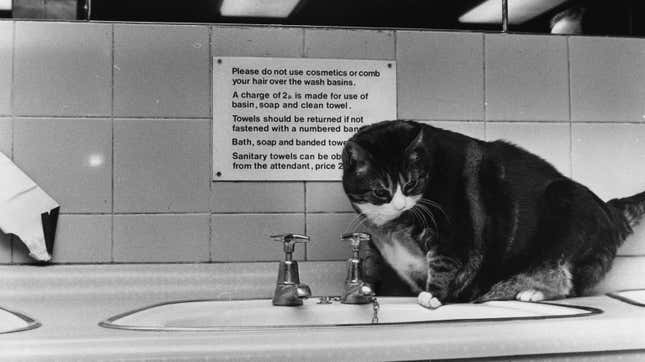 Gaze Upon This Famous Fat Cat Who Lived in a Train Station Toilet