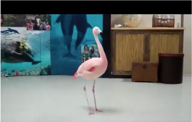 August Feels Like This Video of a Flamingo Spinning In a Circle