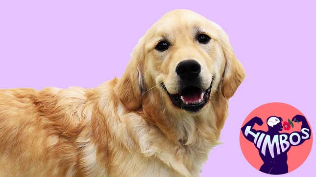 The Timeless, Cheerful Appeal of the Slightly Spacey Golden Retriever