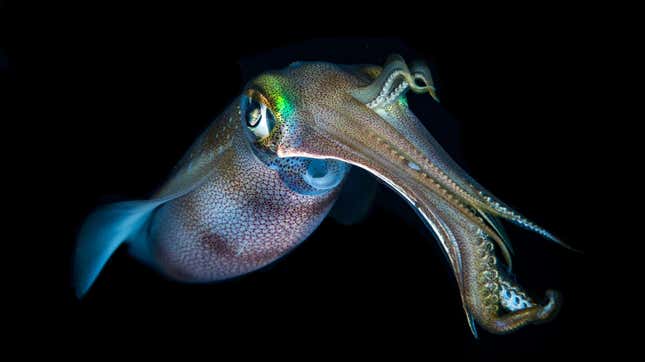 Learn squid or bug facts