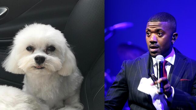 Ray J's Dog Boogotti Has Been Dognapped, Please Return Him for a $20,000 Reward