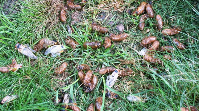Just Like Us, Billions of Cicadas Are Ready to Emerge for Giant Bug Orgy