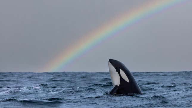 ‘Atlantic’ Writer Calls Orcas ‘Sadistic Jerks,’ Says We Shouldn’t Defend Them